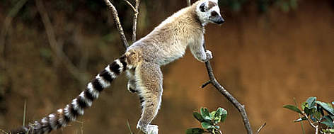 Ring-tailed Lemur (Lemur catta). Lemurs need natural habitats to thrive. / ©: WWF-Canon/ R. Isotti, A. Cambone - Homo Ambiens rel=