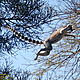 Ring-Tailed Lemur...within touching distance! © WWF / Teo Lopez Bernal