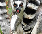 Ring tailed lemur in the Anja reserve
