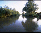 Riverrine forest in the Danube Delta -one of the last intact deltas in Europe-