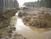 Salmon spawning streams polluted by sediment. / ©: Dmitry Lisitsyn / Sakhalin Environment Watch Salmon spawning streams polluted by sediment. / ©: Dmitry Lisitsyn / Sakhalin Environment Watch