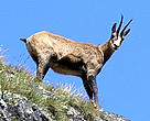 Chamois in Retezat National Park