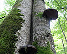 The Carpathians are home to Europe's greatest remaining stands of natural forest -- holding onto them will depend in no small part protecting them from possible threats while seizing new opportunities to finance their preservation. 