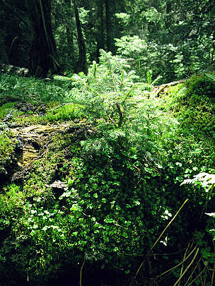 Young tree growing from deadwood in the Romanian Carpathians. / ©: Andreas Beckmann, 2006 / ©: Andreas Beckmann, 2006
