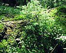 Young tree growing from deadwood in the Romanian Carpathians.