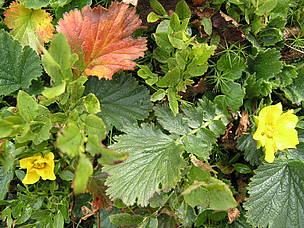 The biodiversity protocol of the Carpathian Convention will help protect the region's tremendous ... / ©: Andreas Beckmann, 2006 / ©: Andreas Beckmann, 2006