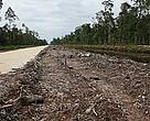 Paper buyers are being asked to consider withholding support for industrial-scale assaults on Sumatra's lowland peat forests that are linked to industrial nation levels of carbon emissions