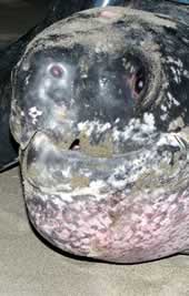 The leatherback turtle named Roamin' Romana. Click to view an enlarged picture. / &copy;: WWF-Canon / Carlos Drews