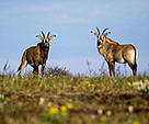  / &copy;: WWF-Canon / Frederick J. WEYERHAEUSER
