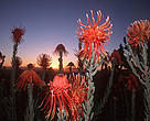 Rocket pincushion (<i>Leucospermum reflexum</i>), Republic of South Africa.