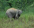 Pygmy elephant with new satellite collar