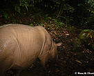 Only the second-ever still image of a Borneo rhino, captured by Andrew Hearn and Joanna Ross of the Wildlife Conservation Research Unit in the UK