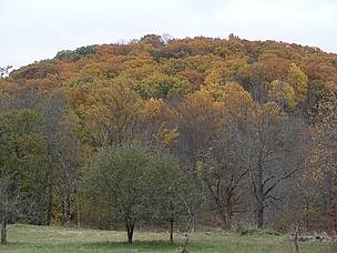 Prematurely browning trees