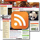 Web feeds are an easy way for you to keep updated automatically on websites you like / ©: WWF Web feeds are an easy way for you to keep updated automatically on websites you like / ©: WWF