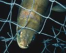 Norwegian fisheries regulators have banned all fishing of the critically endangered European eel starting in 2010. 