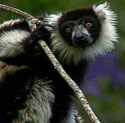Black and White ruffed lemur in Madagascar / ©: The Dancing Star Foundation / ©: The Dancing Star Foundation
