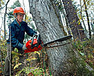 Legal logging operation, wood harvesting, in the Bikin river valley (Sikhote-Alin mountain ridge, Primorye region, Far East), Russian Federation.