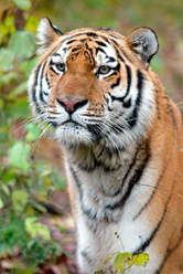  / &copy;: WWF-Canon / Vladimir FILONOV