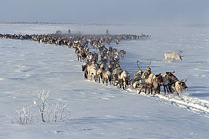 Changes in the weather on land have made life more difficult for many arctic species. Reindeer/caribou, important species in the Arctic and subarctic, have difficulty digging through layers of ice in the winter snow to reach their food. The ice layers are caused by repeated thawing and freezing of snow - more common conditions in increasingly warmer arctic winters.