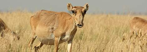 Female Saiga antelope. Kalmykia, Russia. rel=