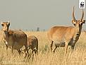 Saiga antelope in Kalmykia, Russia. / &copy;: Navinder J. Singh