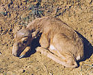 A baby saiga