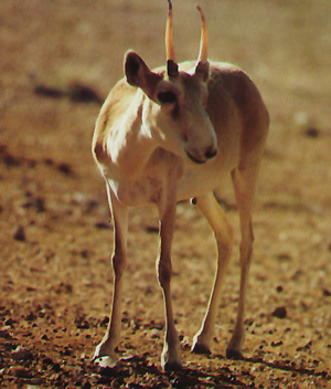 Saiga antelope (<i>Saiga tatarica</i>)