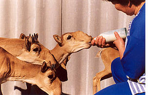 Since WWF started its saiga project in 2003, the population of the species in Betpakdala has grown ... / ©: Yuri Arylov Since WWF started its saiga project in 2003, the population of the species in Betpakdala has grown ... / ©: Yuri Arylov