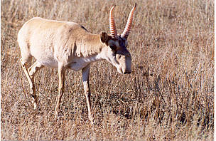  / &copy;: WWF-Russia / Yury Arylov
