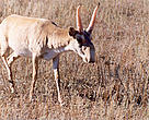Saigas
