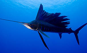 Sailfish / ©: Rob Hughes / ©: Rob Hughes