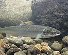 Wild salmon underwater at Laerdal salmon centre, Norway.
