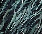 Escape of farmed fish from pens is threatening already endangered wild salmon stocks.