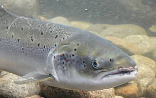 Wild salmon, Norway. / ©: WWF-Canon / Jo Benn / ©: WWF-Canon / Jo Benn