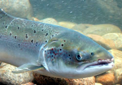 Wild salmon are now outnumbered by escaped farmed salmon in Norway.