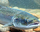 Wild salmon are now outnumbered by escaped farmed salmon in Norway.