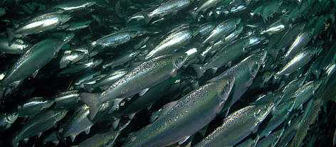 Atlantic salmon (Salmo salar) fish farm, Ryfylke, Norway. / ©: Erling Svensen / WWF-Canon rel=