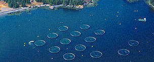 Aerial view of an Atlantic salmon (Salmo salar) farm in the outer Bay of Fundy, New Brunswick, ... / ©: WWF-Canada/Robert Rangeley / WWF-Canon Aerial view of an Atlantic salmon (Salmo salar) farm in the outer Bay of Fundy, New Brunswick, ... / ©: WWF-Canada/Robert Rangeley / WWF-Canon