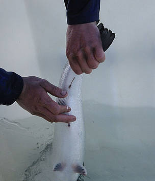 Salmon lice on salmon body. Villa Leppefisk salmon farm, Vestnes, Norway. / ©: Jo Benn / WWF-Canon / ©: Jo Benn / WWF-Canon