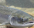 Wild salmon underwater.
