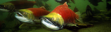 Sockeye salmon (Oncorhynchus nerka), adults migrating up the Adams River to spawn. B.C. Canada / ©: Michel Roggo / WWF-Canon Sockeye salmon (Oncorhynchus nerka), adults migrating up the Adams River to spawn. B.C. Canada rel=