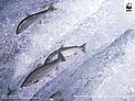 Sockeye (red) salmon (Oncorhynchus nerka) jumping Katmai National Park, Alaska, USA. / &copy;: Kevin Schafer / WWF-Canon
