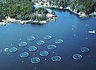 Atlantic salmon farm, Canada. / ©: WWF-Canon / WWF-Canada / Robert Rangeley Atlantic salmon farm, Canada. / ©: WWF-Canon / WWF-Canada / Robert Rangeley