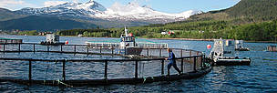 Villa Leppefisk, a salmon farm in Norway on the path to sustainability. / ©: WWF-Canon / Jo BENN Villa Leppefisk, a salmon farm in Norway on the path to sustainability. / ©: WWF-Canon / Jo BENN