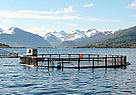 Villa Leppefisk salmon farm, Vestnes, Norway. / ©: WWF-Canon / Jo BENN Villa Leppefisk salmon farm, Vestnes, Norway. / ©: WWF-Canon / Jo BENN