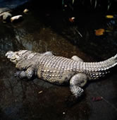  Siamese crocodile, Thailand. / &copy;: WWF-Canon / Gerald S. CUBITT