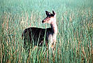 Female Sambar (Cervus unicolor) deer in tall grass. / ©: WWF-Canon / A. Christy WILLIAMS Female Sambar (<i>Cervus unicolor</i>) deer in tall grass. / ©: WWF-Canon / A. Christy WILLIAMS