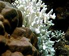 Coral bleaching in Santelmo, Philippines