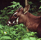  / &copy;: WWF-Canon / David Hulse