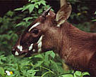 The saola (also known as Vu quang ox,  <I>Pseudoryx nghetinhensis</I>) was only discovered by scientists in 1992.<BR>